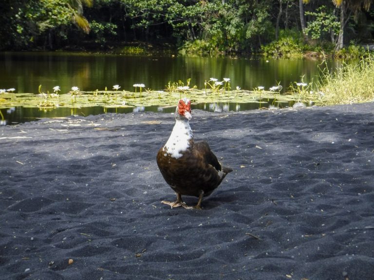 Everything you need to know about visiting Punalu’u Black Sand Beach