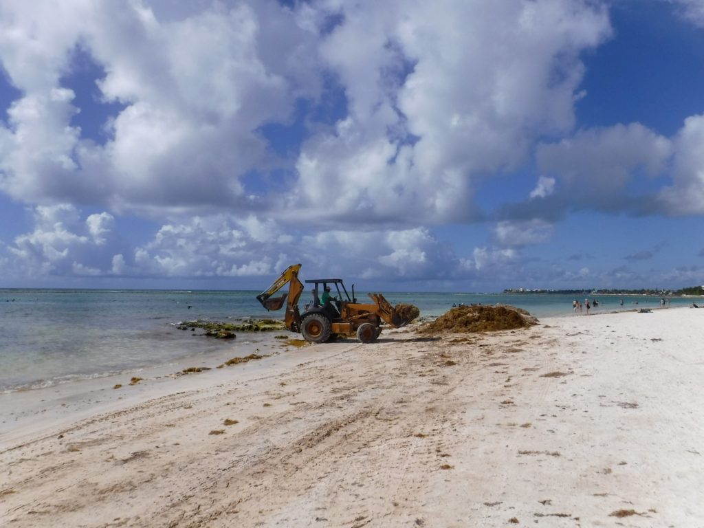 A digger removes seaweed from Akumal's beach.