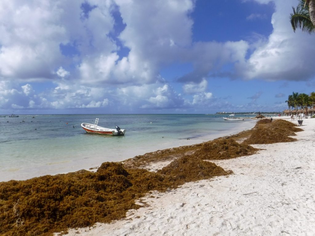 A thick layer of seaweed lines Akumal's beach.