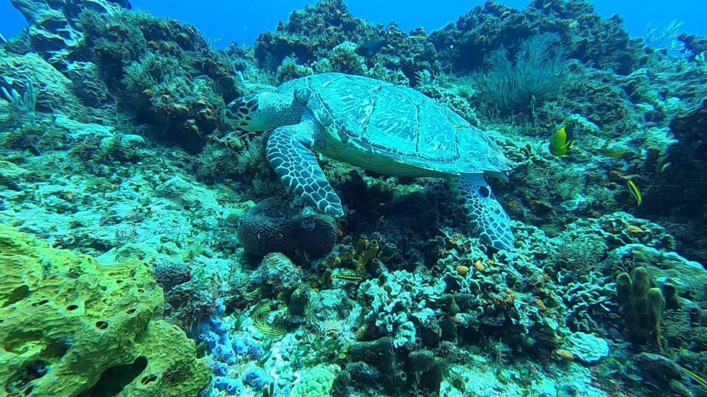 A green turtle explores some colourful coral.
