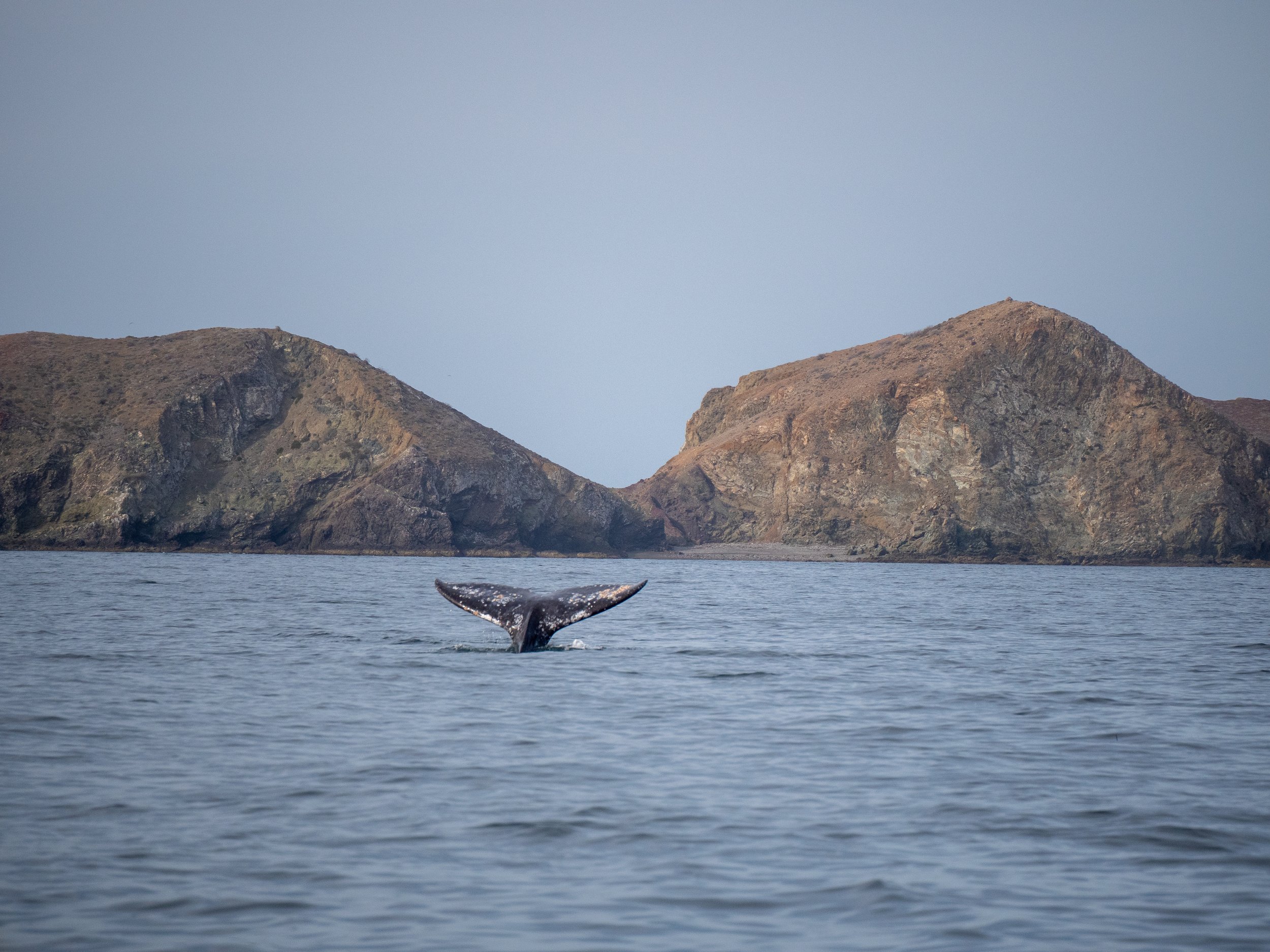 Should You Touch a Grey Whale in Baja California Sur?