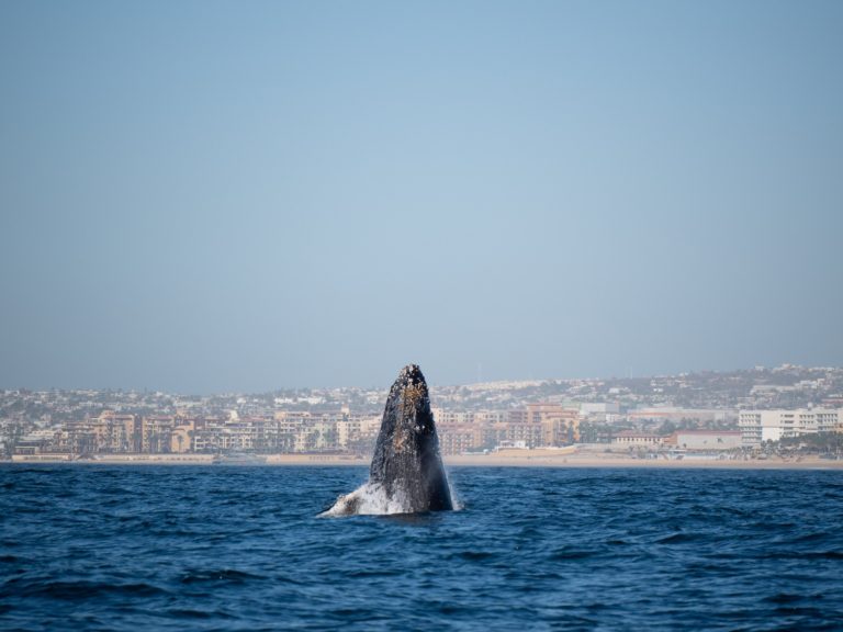 A whale sticks its barnacled head out of the water.