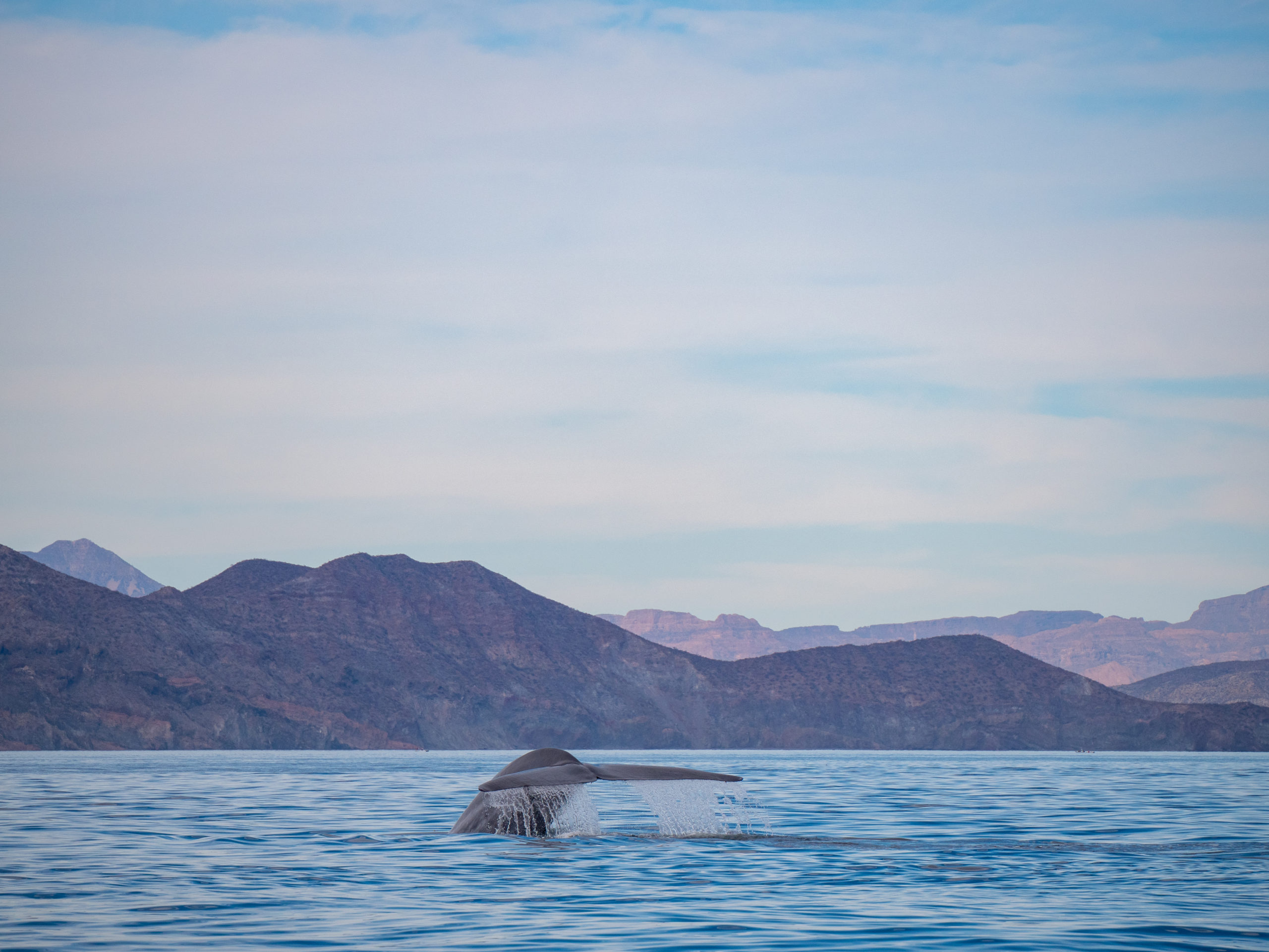 Everything you need to know about Blue Whale Watching in Loreto