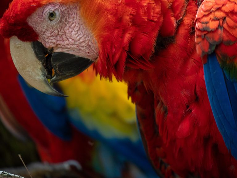 A close up view on the face of a Scarlet Macaw. We can see wrinkles on its face and scratches on its beak.