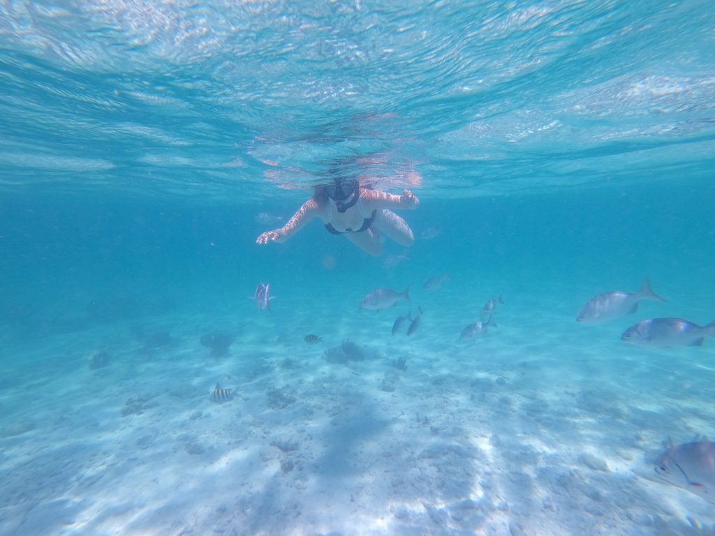 A snorkeller is surrounded by fish.