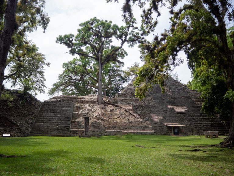 A tree grows from the ruins of a large mayan structure.