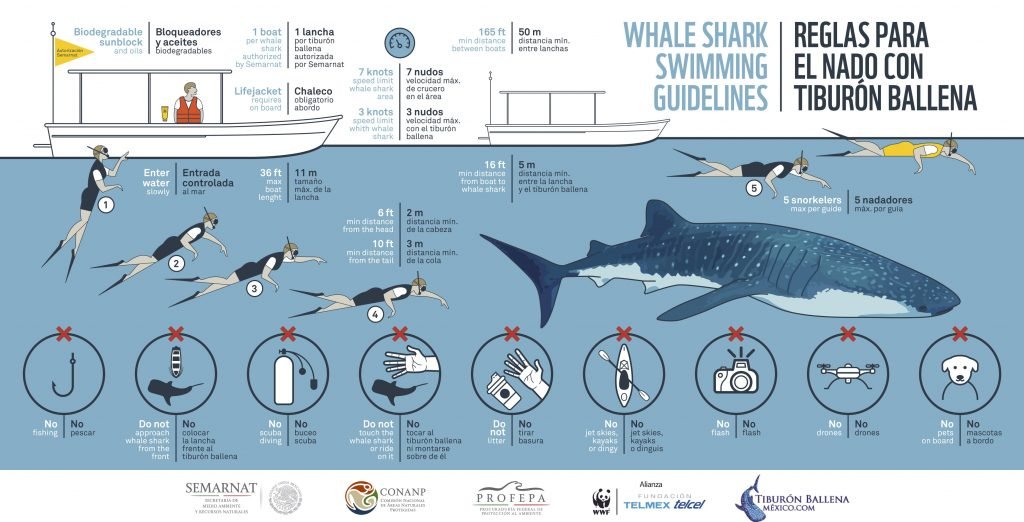 An infographic depicting to the many rules and regulations that must be followed when swimming with a whale shark in Mexico.