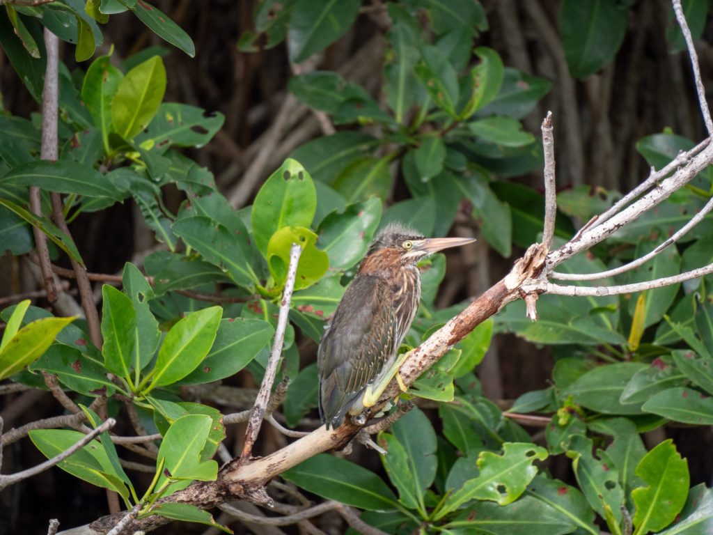 A brown and green feathered bird stares at something in the distance. I sits on a barkless branch.