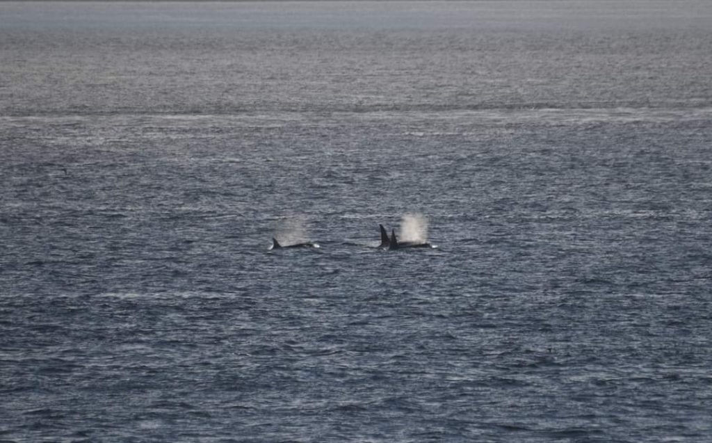 A small group of orcas blow from the distance.