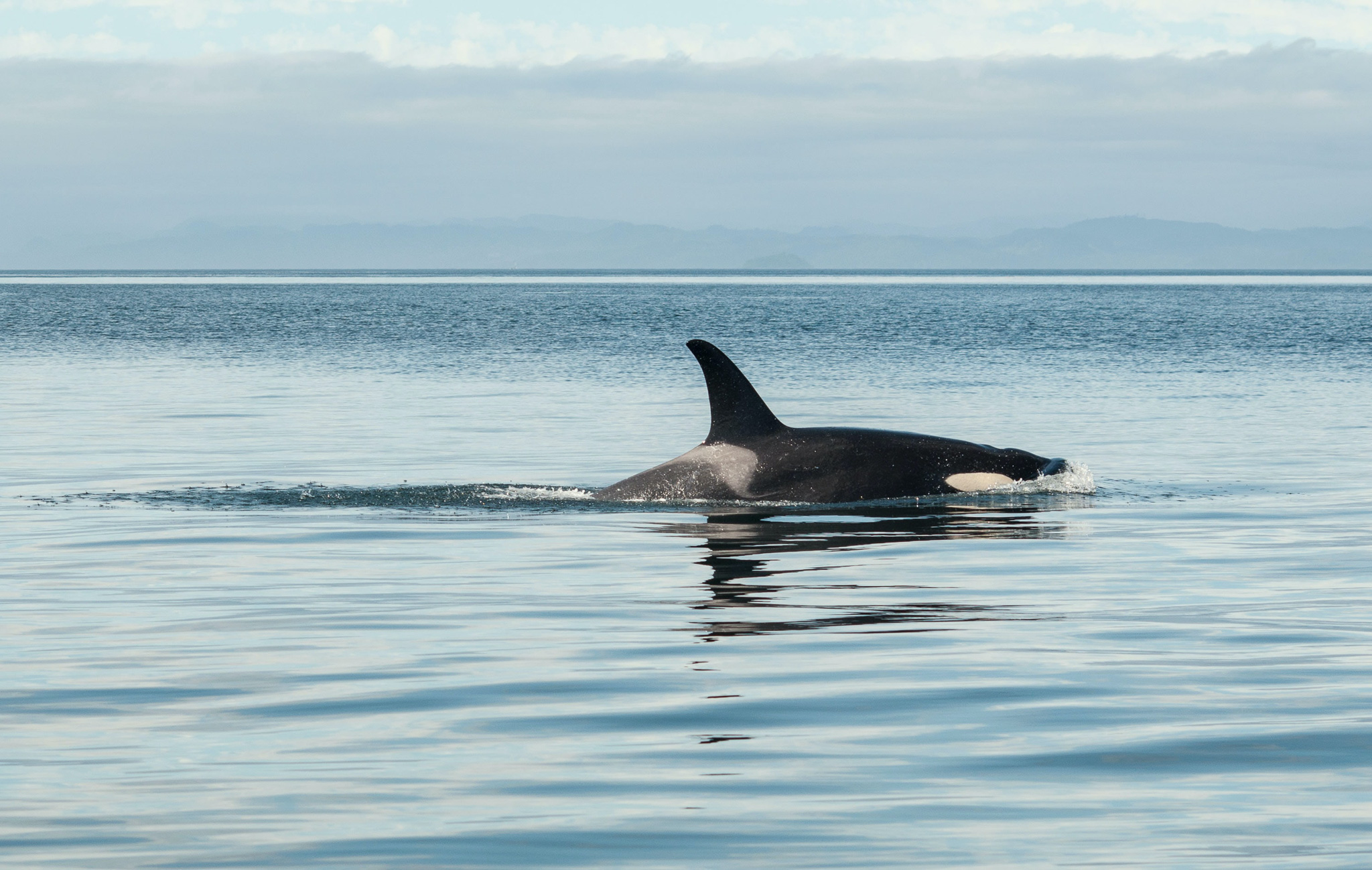 Where and when to see Orca, Whales, Dolphins (+ other Wildlife) in Orkney