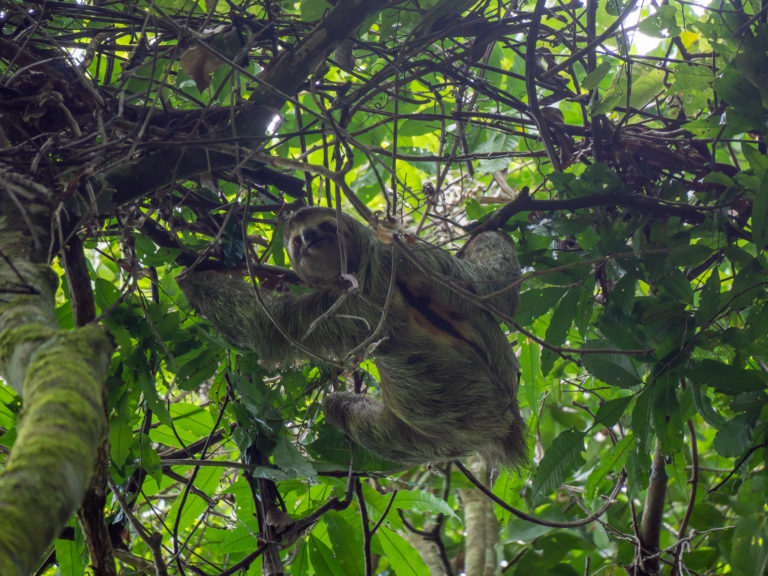 A large sloth looks down from its high place in the tall tree branches.