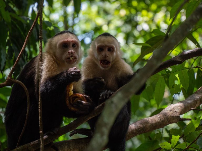 Two capuchin monkeys break apart a pastry they took from a tourist.