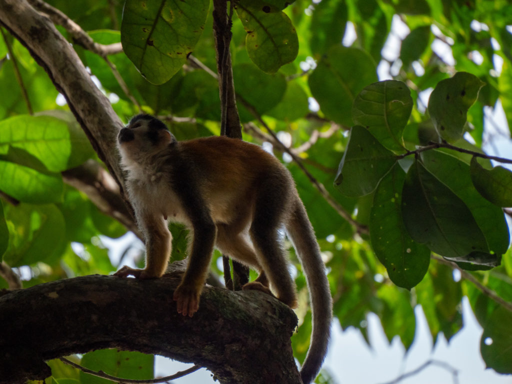 A squirrel monkey prepares to jump from its branch. Different kinds of monkeys can be seen in Manuel Antonio National Park.