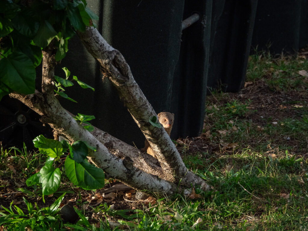 An Indian mongoose sticks its little face out from behind a tree. The sunlight glints off its right eye.
