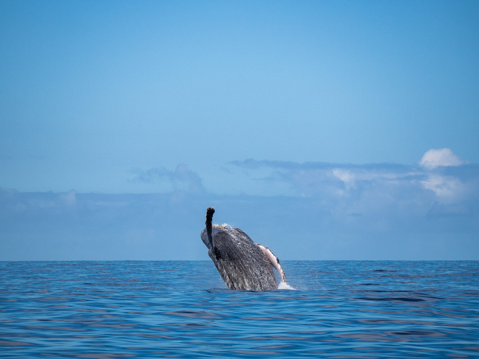 An Ethical Guide to Humpback Whale Watching in Cabo 2025