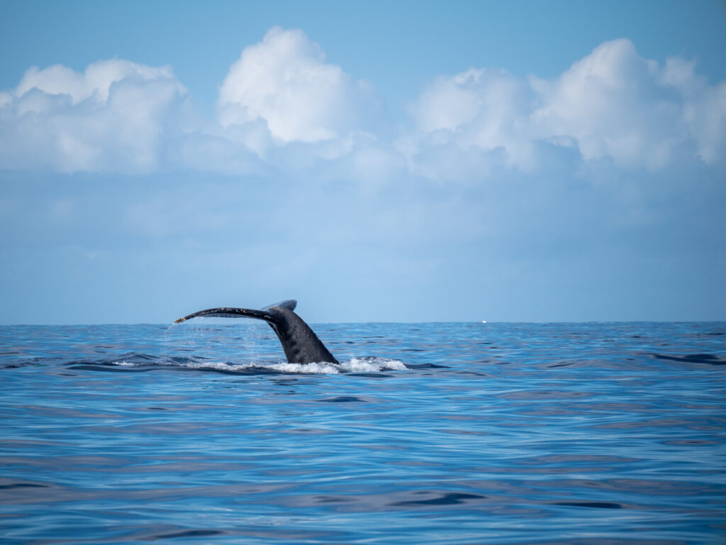 A whale shows its tail above the surface of the ocean. Flecks of water drop from the end of the tail.