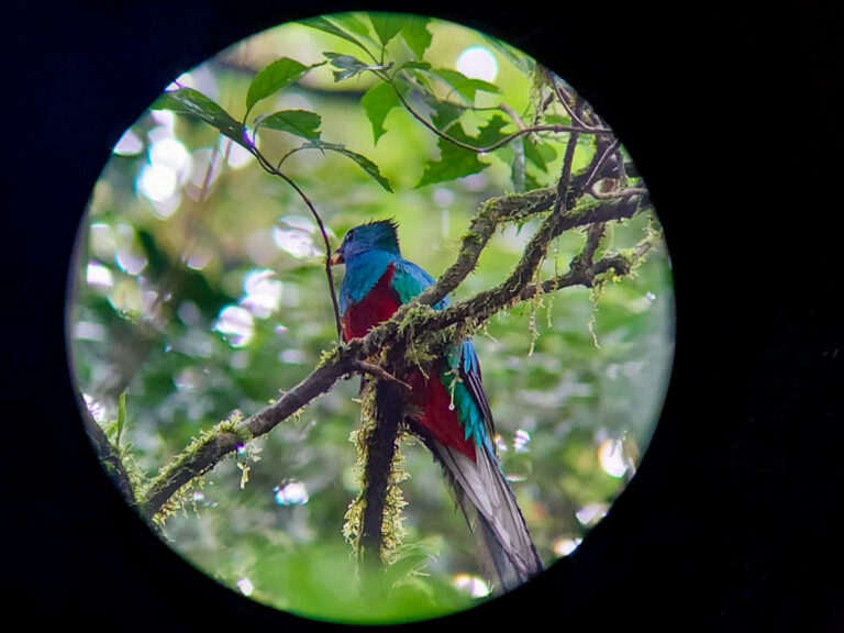 Looking through a wildlife scope at a resplendent quetzal. It's plumage is colourful and very impressive shades of red, green, iridescent blue and white.