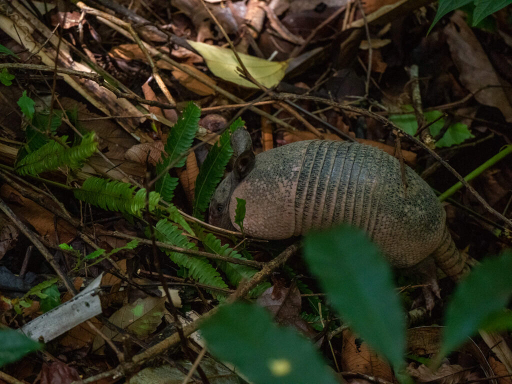 An armadillo foraging for food in the foliage on the forest floor.