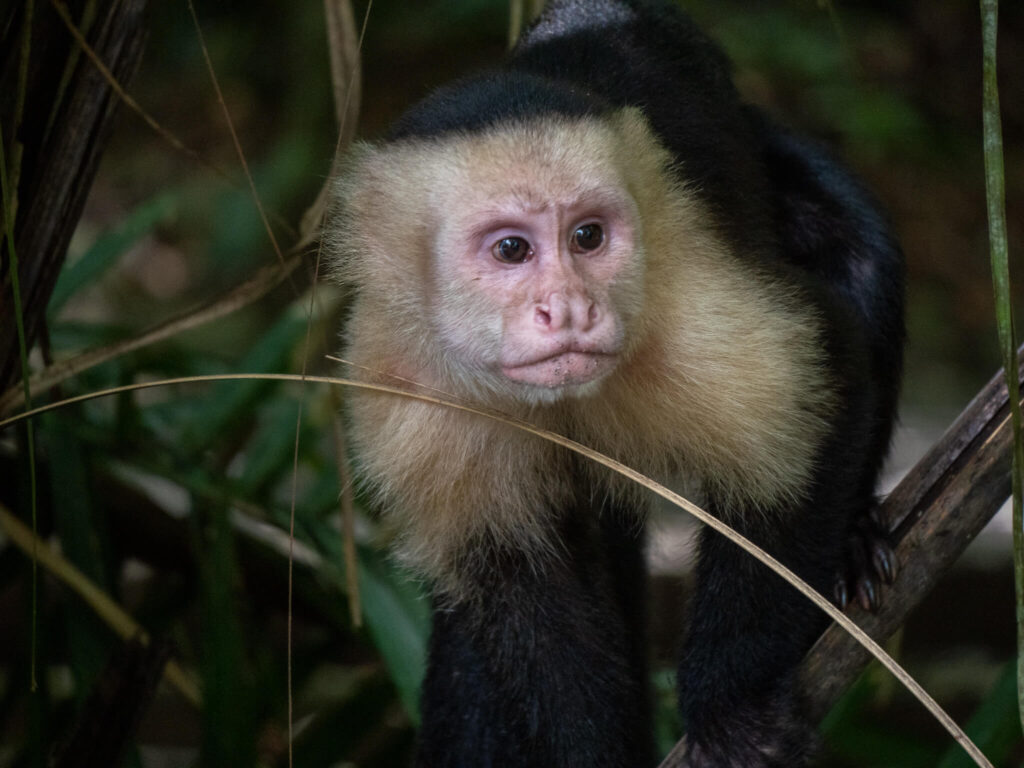 A white-faced capuchin monkey perched on the low branch of a tree.
