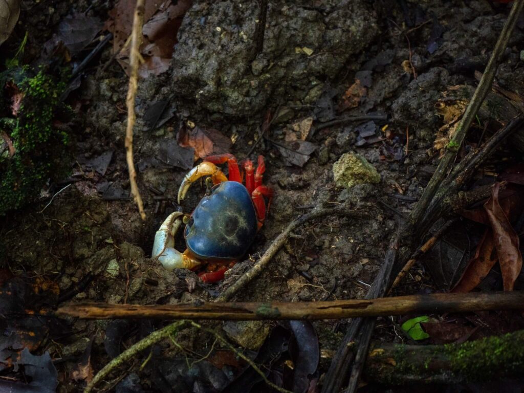 A white, blue and red crab stands out against the dark forest floor.