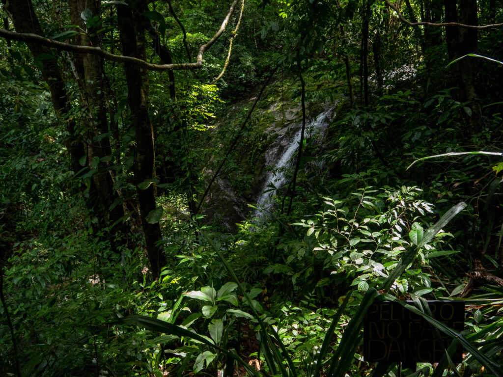 A small forest waterfall hidden behind a row of trees and shrubbery.