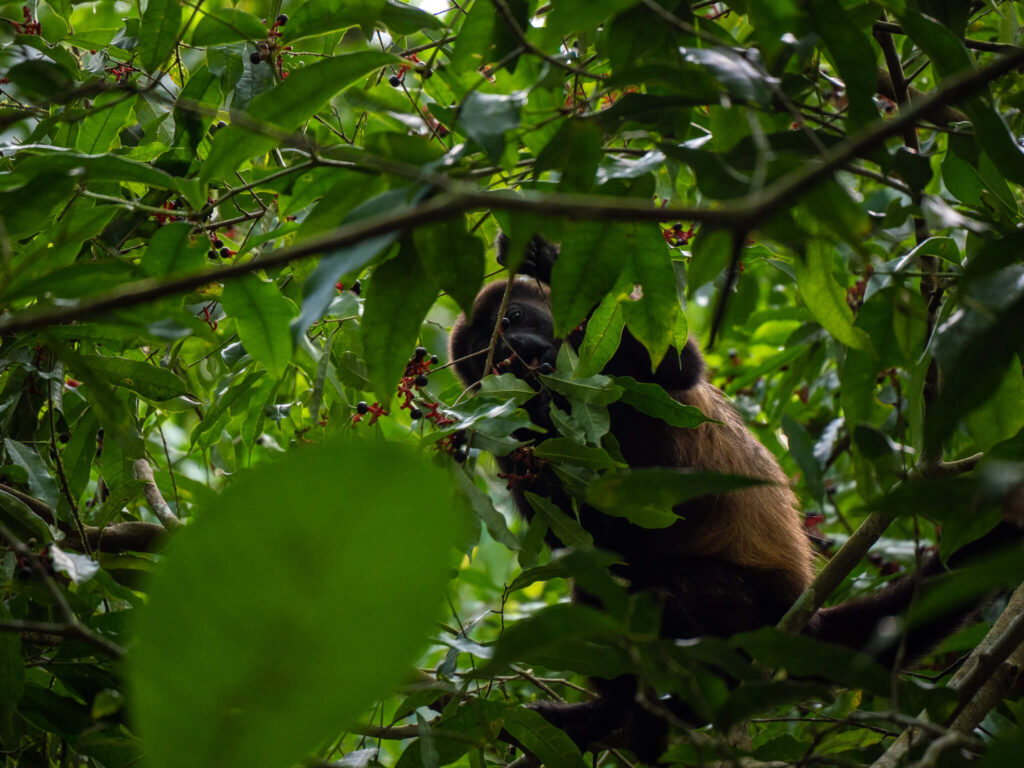 A howler monkey reaches for berries in the tall branches of a tree.