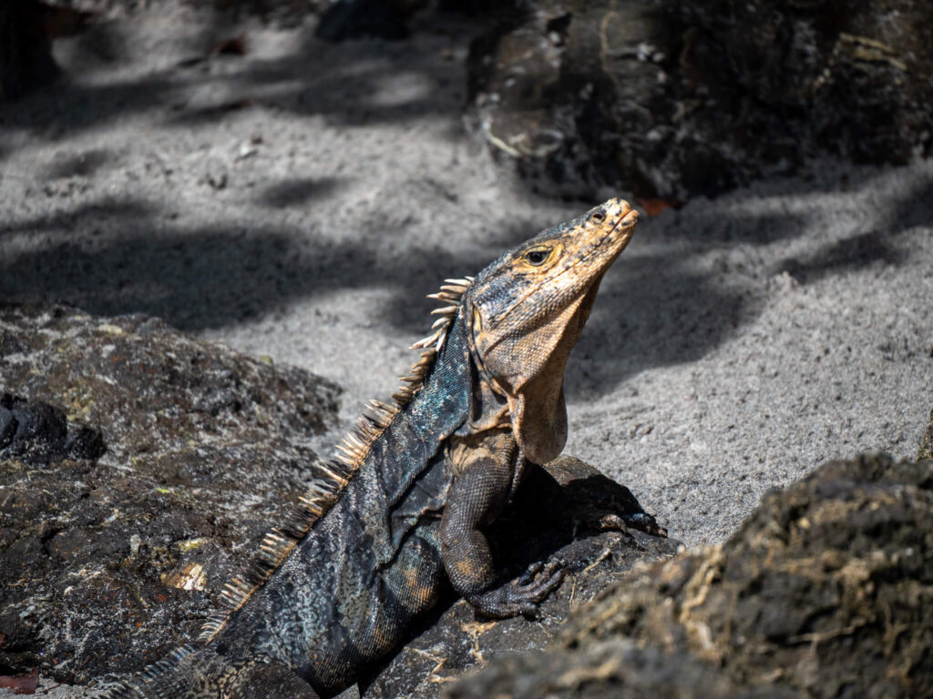 An iguana bathes in the sunshine on a beach.