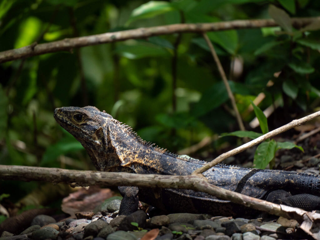 An iguana stands very still beside a small branch on the forest floor.