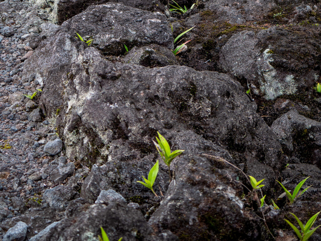 Small plants growing from between large pieces of of lava rock.