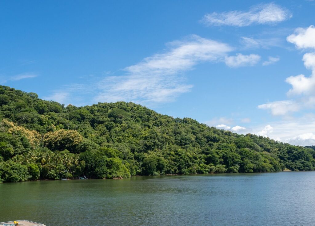 Forestry on the coast of Costa Rica.