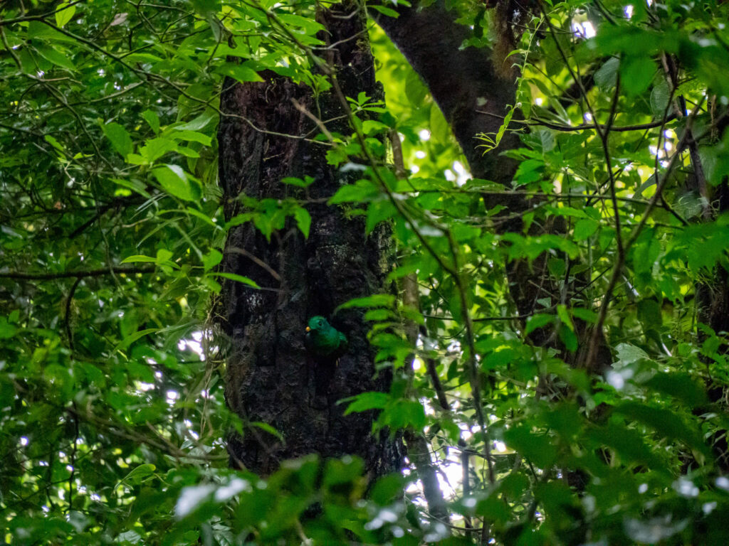 A quetzal sticks its head out of a hole in a tree.