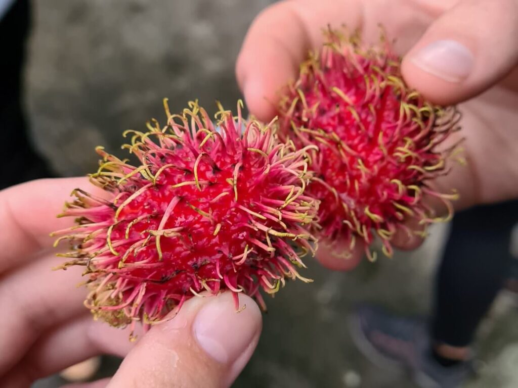 Two hands holding two spikey, red rambutan fruits.