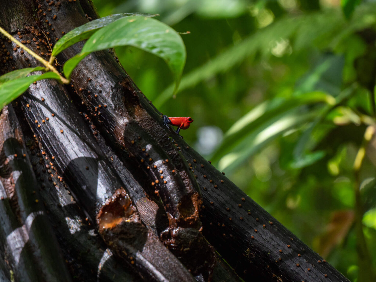 15 Animals in Belize and Where to See Them