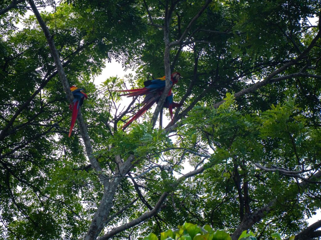 Three scarlet macaws perched in tall trees.