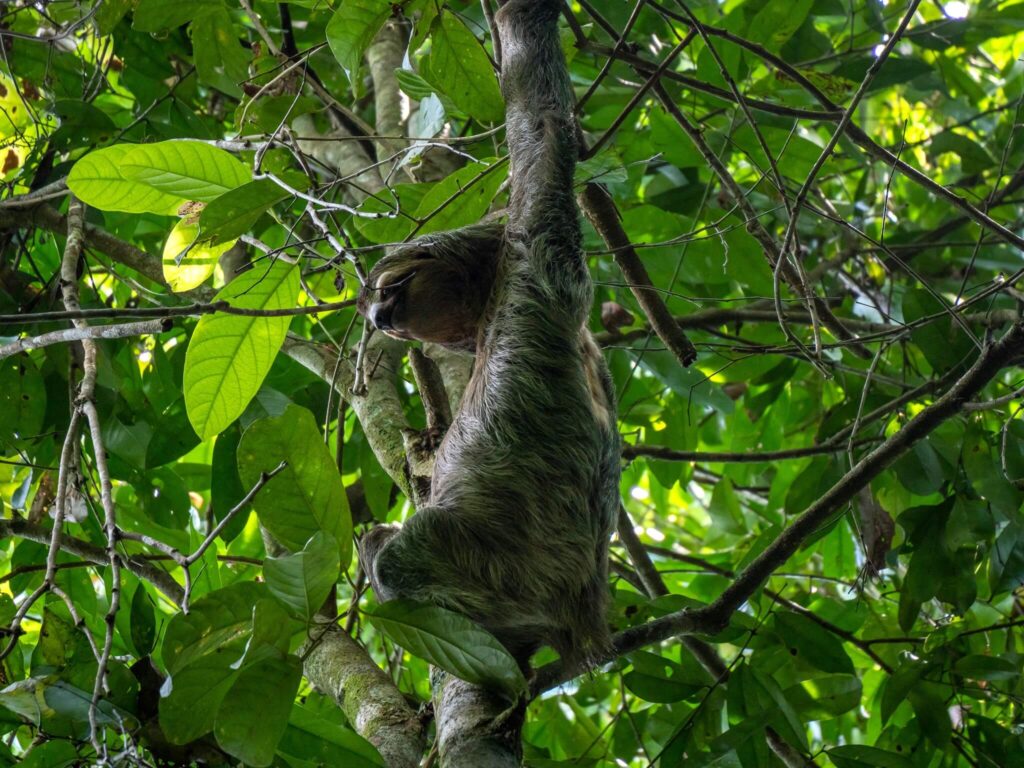 A sloth in a tall tree reaches its long arm up and looks around.