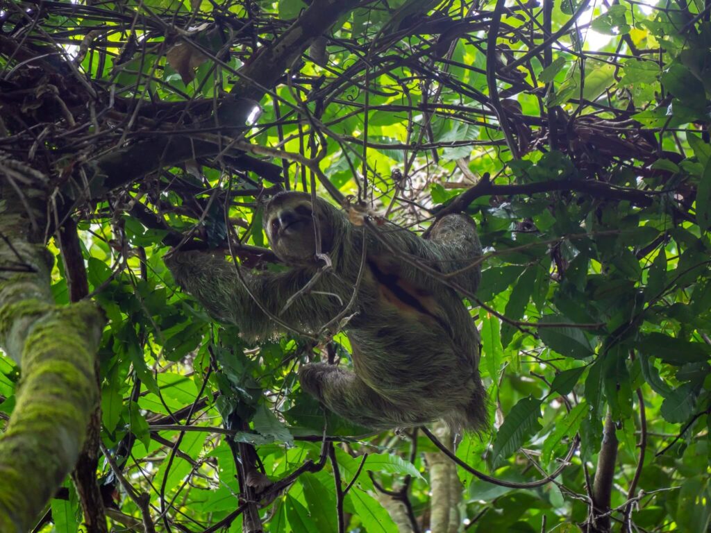 A sloth holding onto leafy branches and turning its head to look down at the ground.