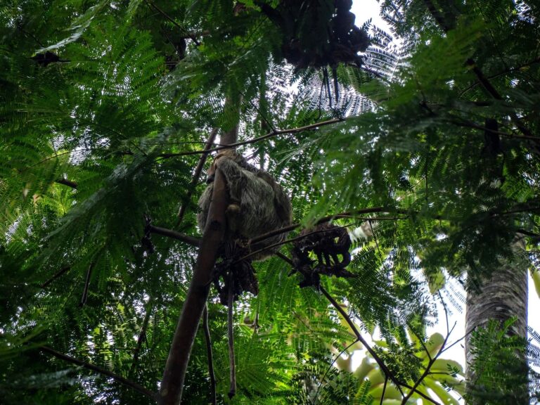 A sloth holding tightly to a tree, curled up into a ball.