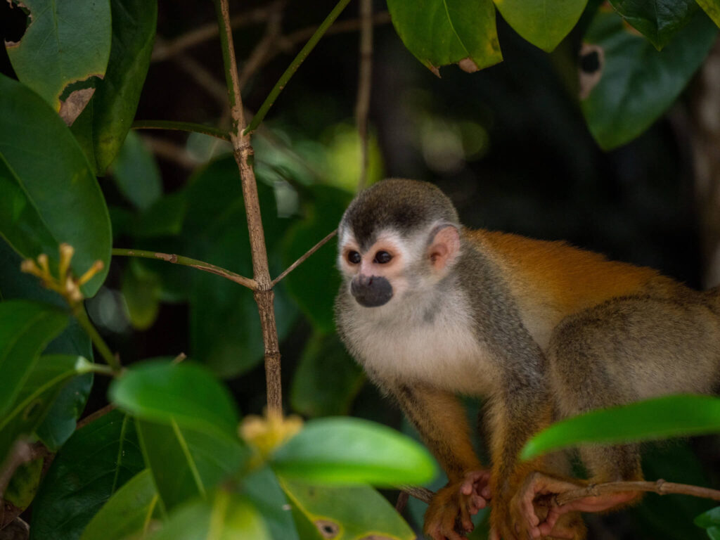 A squirrel monkey perches ready to jump from a small branch.