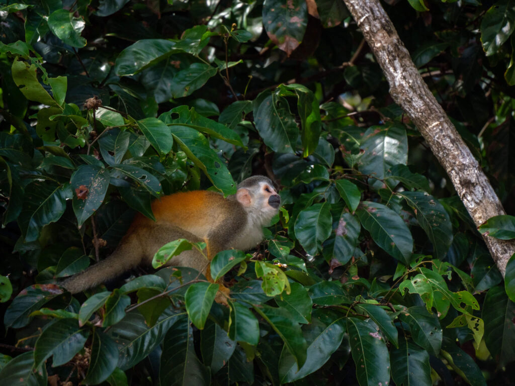 A squirrel monkey squats down ready to jump to a higher branch.