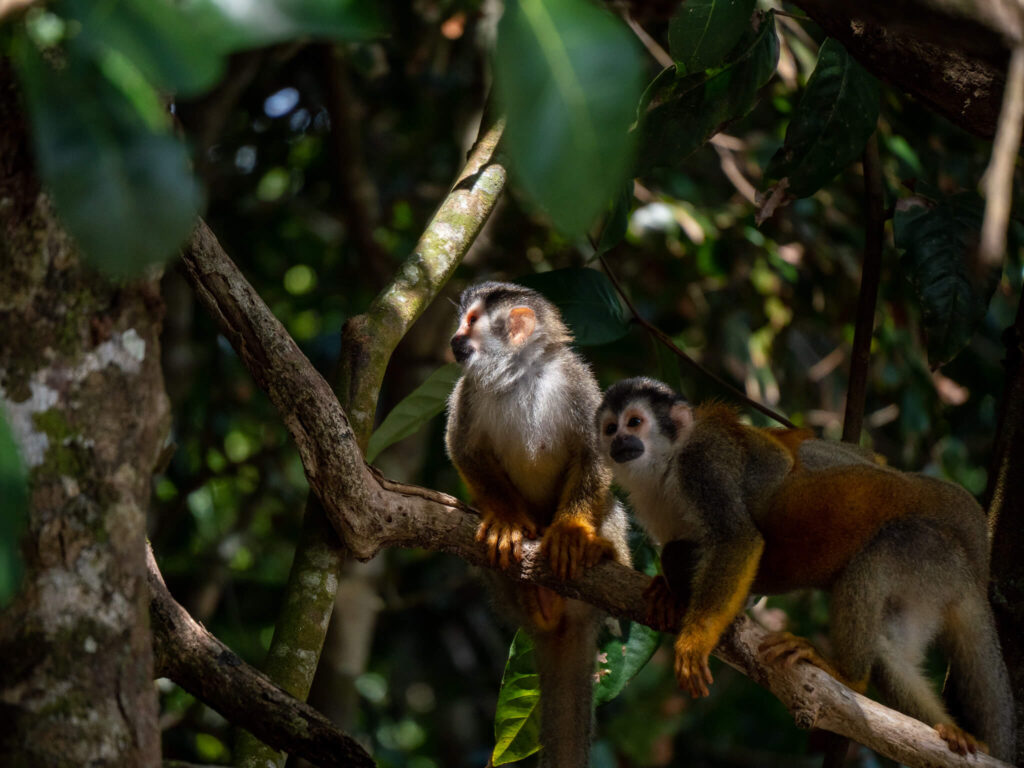A pair of squirrel monkeys perch on a low tree branch.