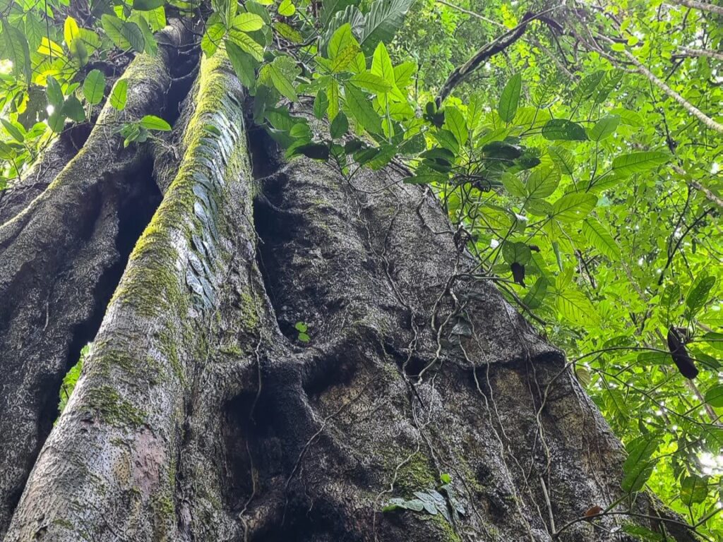 A tall tree stretching upwards into thick greenery in Manuel Antonio National Park. Its roots are thick and are visible from the sides of the tree.