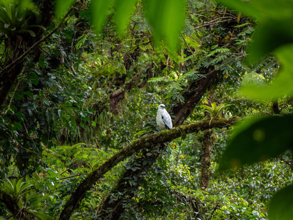 A bright white hawk perched on a branch surrounded by contrasting green shrubbery.