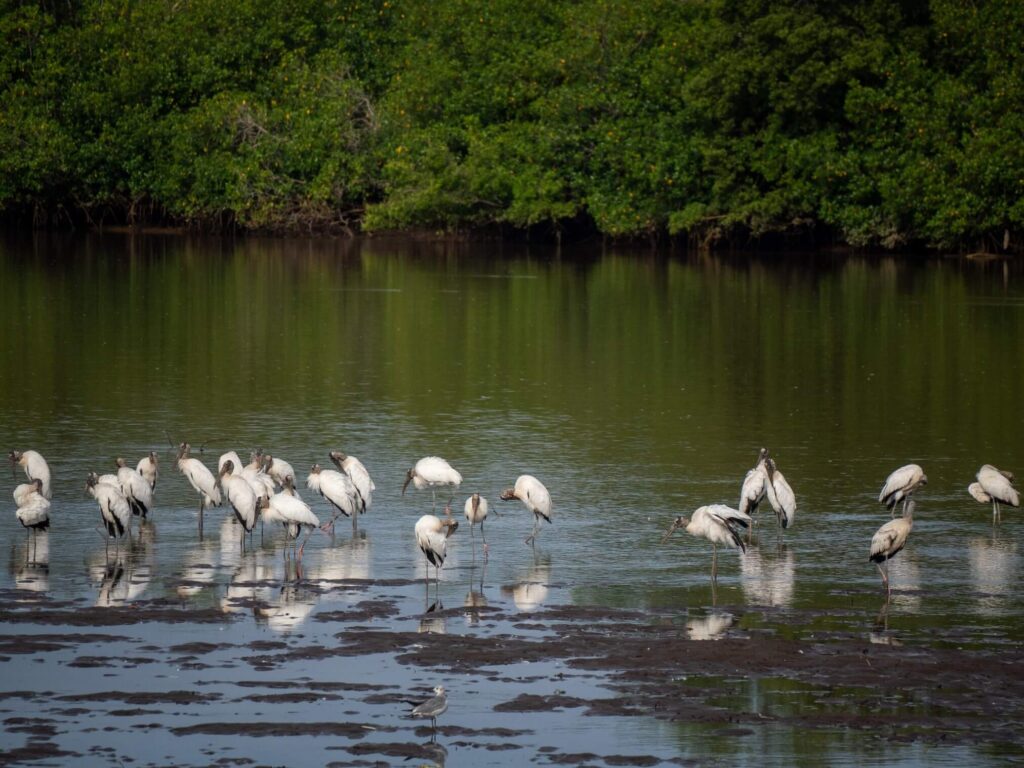 A group of white wood storks in shallow water in Costa Rica.