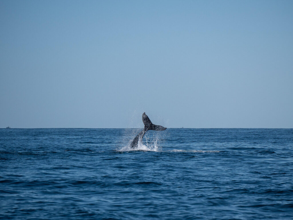 A baby humpback whale slaps its tail on the water's surface.