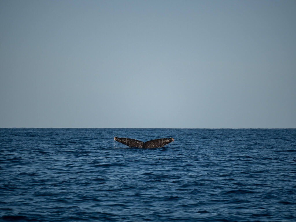 A humpback whale dives down and we see its barnacle-covered tail.