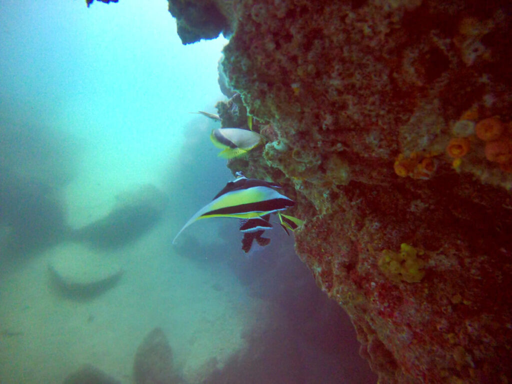 A moorish idol swimming away in the murky waters of Cabo San Lucas.