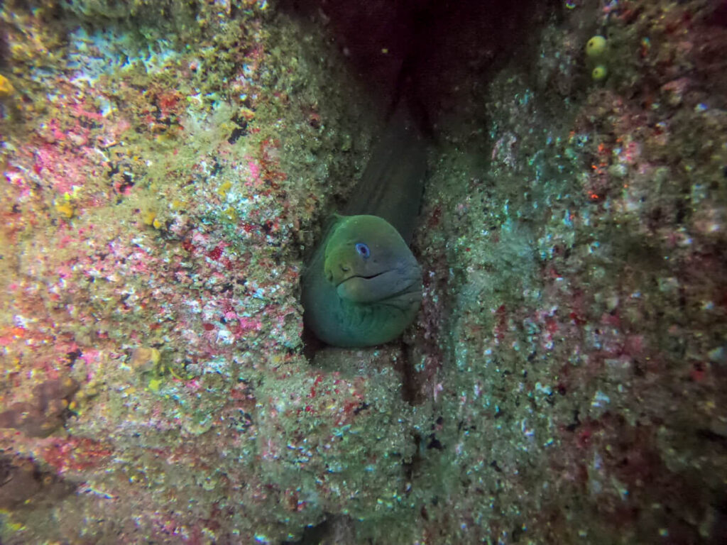 A moray eel tilting its head in curiousity.
