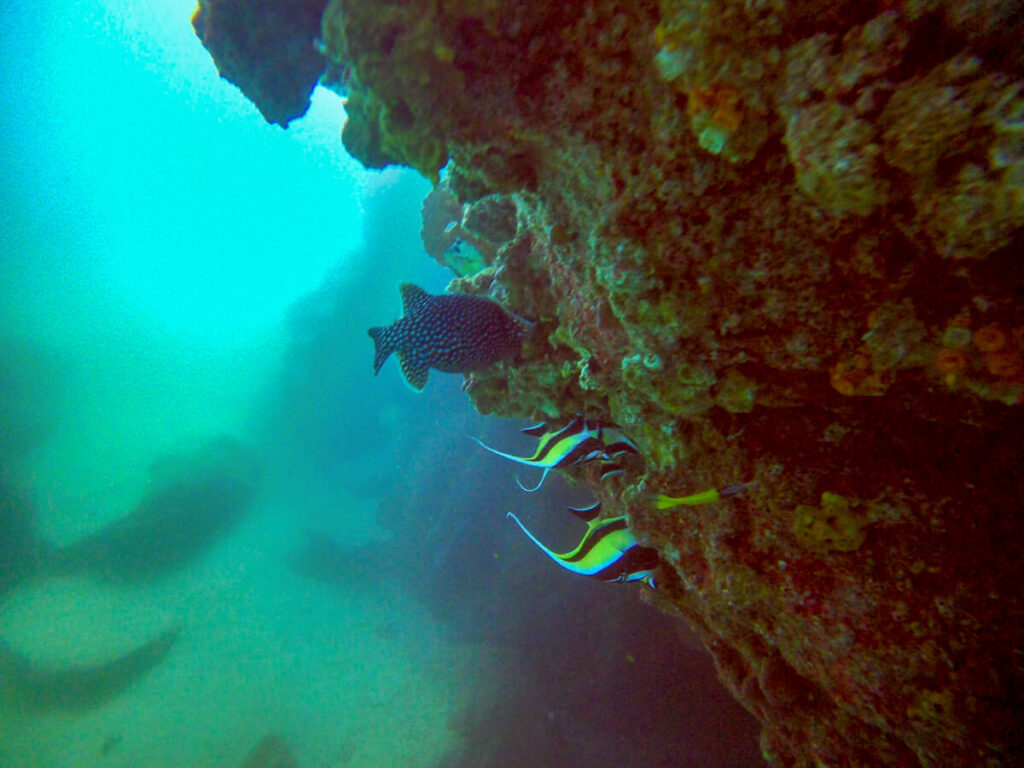 A small group of fish, including two moorish idols, searching for food in the cracks and crevices of a coral wall in Cabo San Lucas Marine Park.