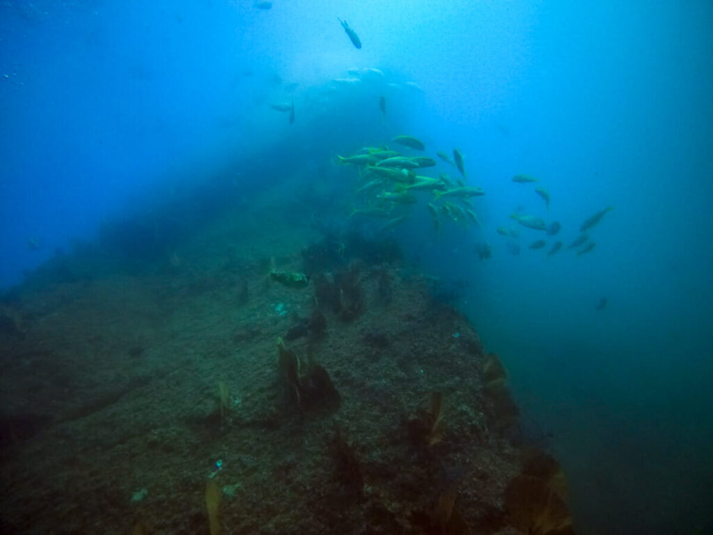 A wreck on the ocean floor. The water is a murky blue and a couple of schools of fish are swimming by.