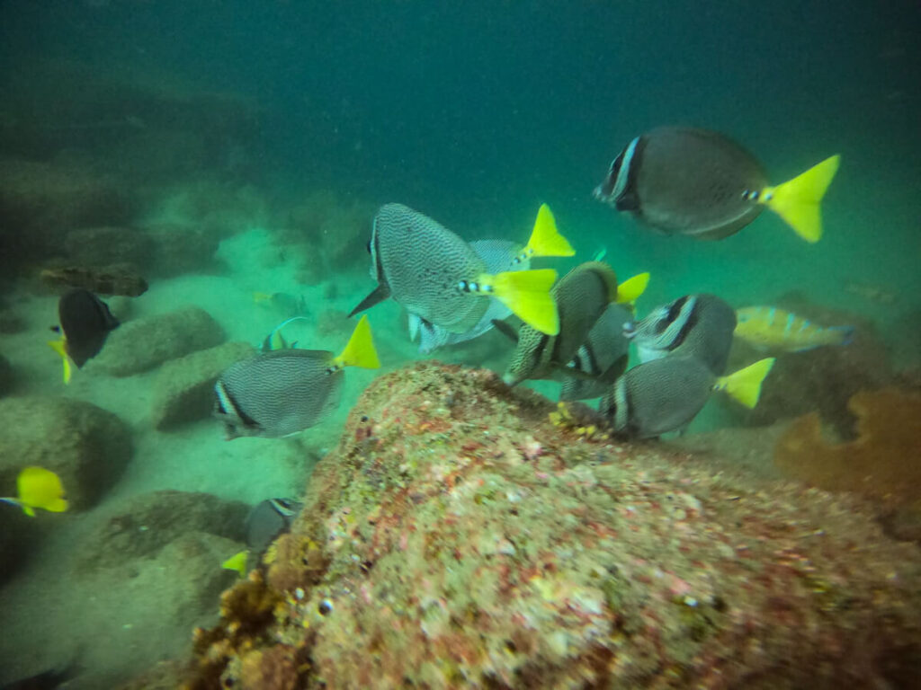 A group of yellowtail surgeonfish swimming together in search of food.